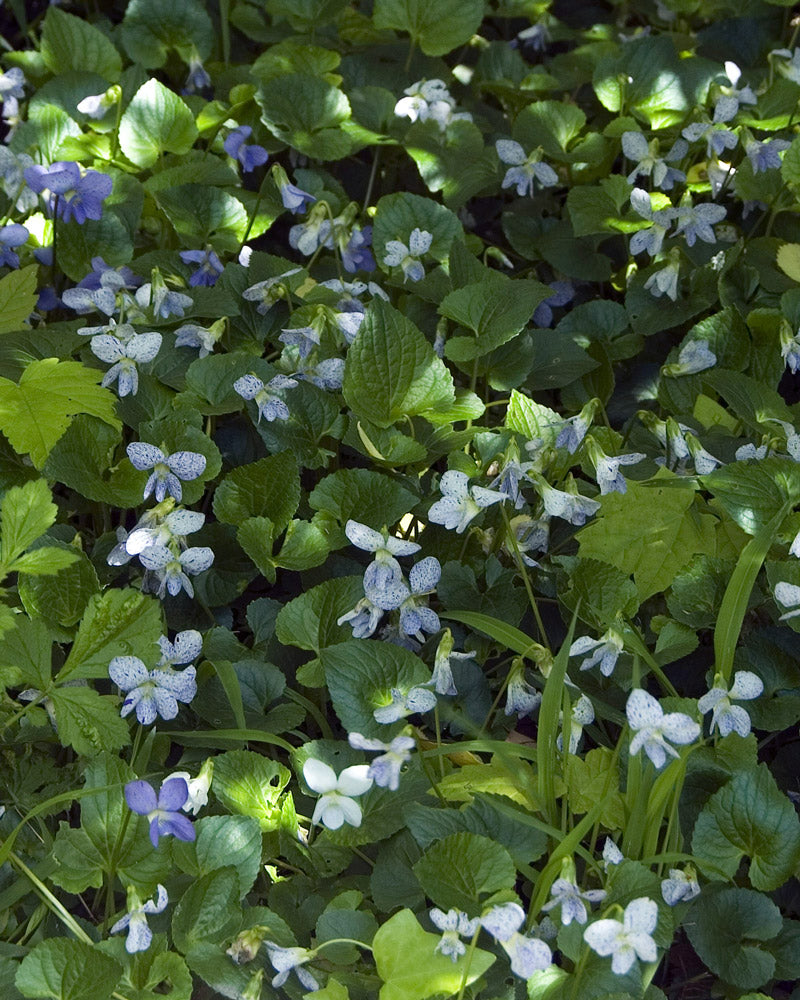 Freckles Viola Seeds