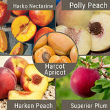 Cold Hardy "Fruit Salad" 4 on 1 Multi Grafted Fruit Tree
