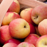 Dwarf Fuji Apple Tree