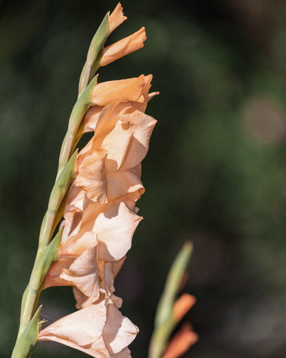 Careless Gladiola