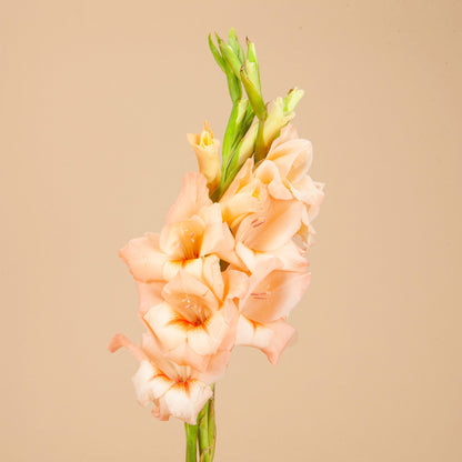 Careless Gladiola