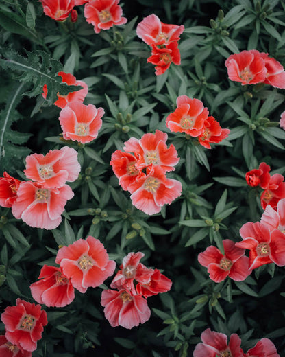 Grace Salmon Godetia Seeds