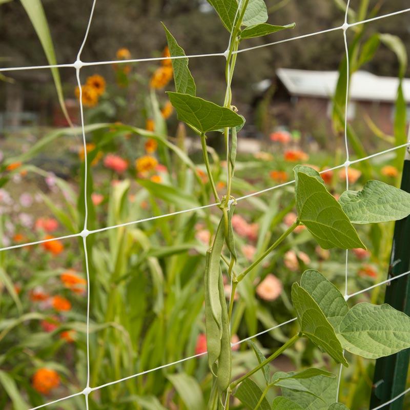 Hortonova Trellis (4' x 100')