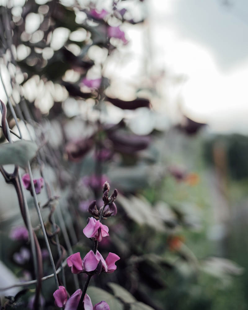 Ruby Moon Hyacinth Bean Seeds