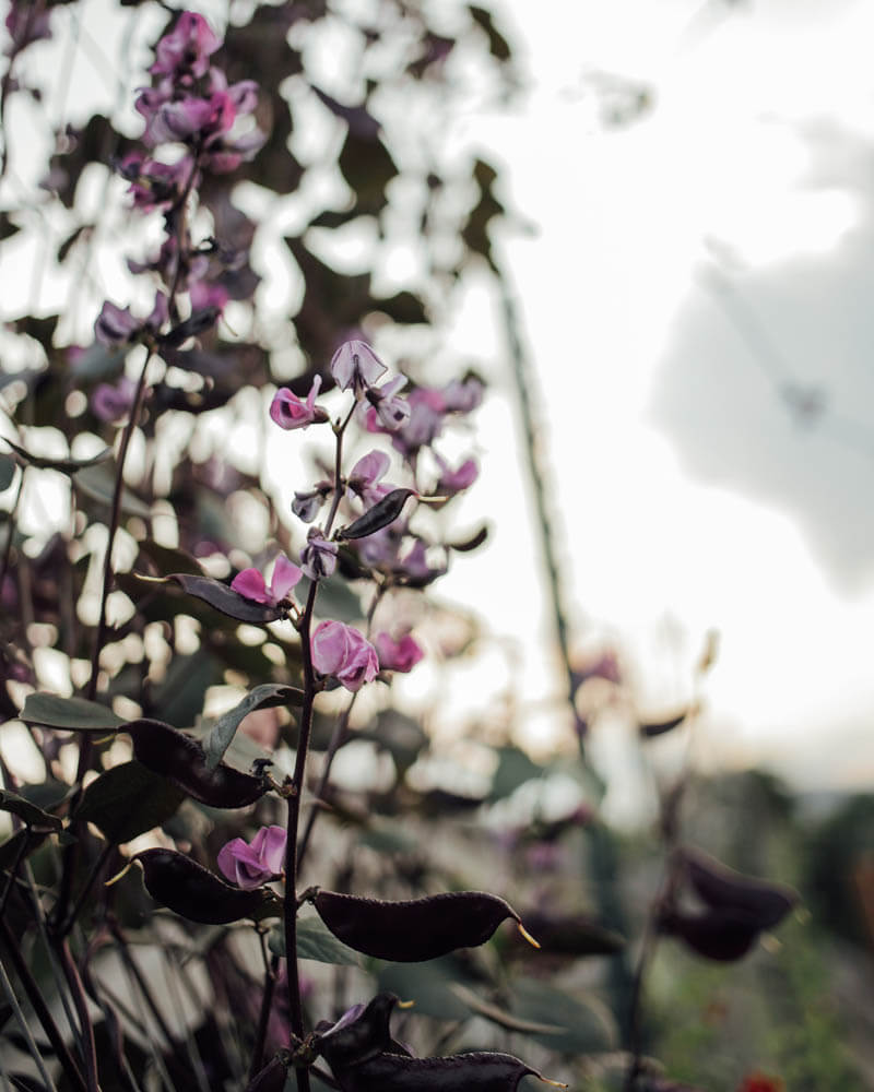 Ruby Moon Hyacinth Bean Seeds