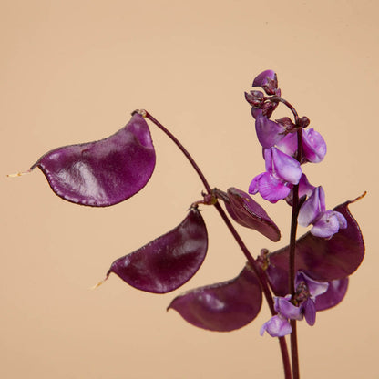 Ruby Moon Hyacinth Bean Seeds