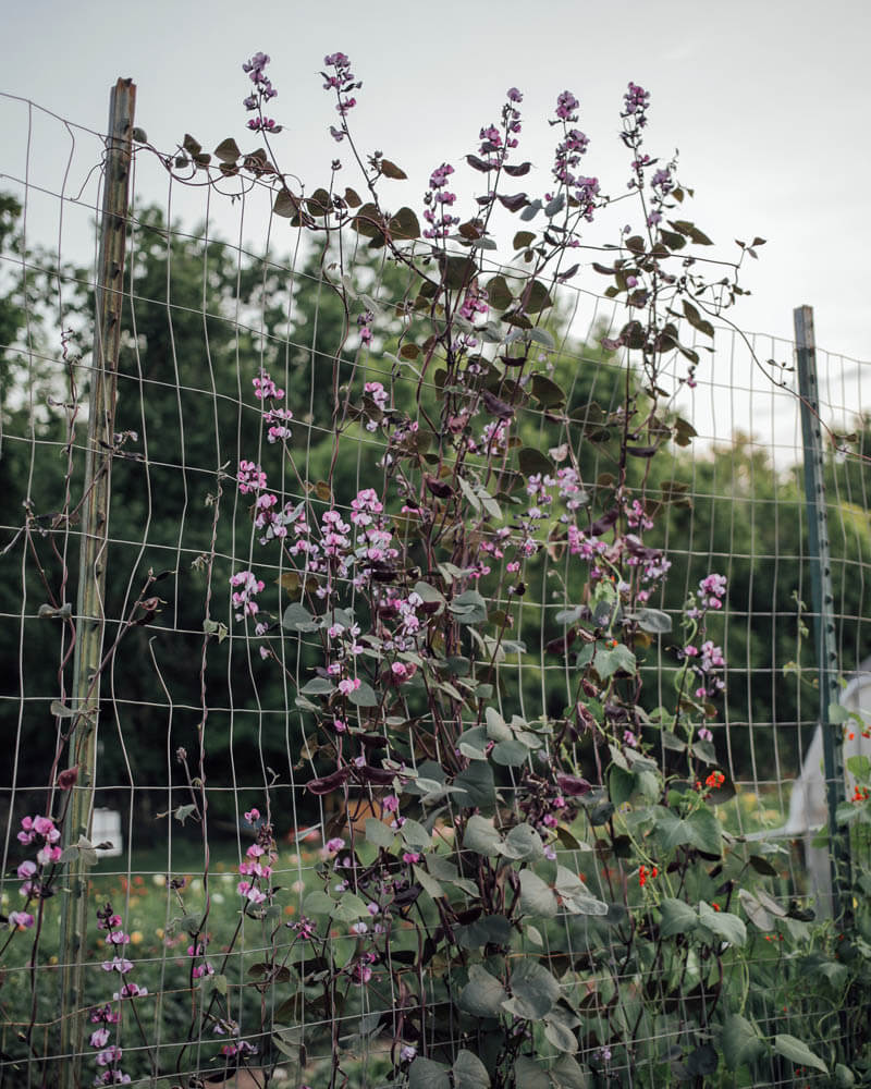 Ruby Moon Hyacinth Bean Seeds