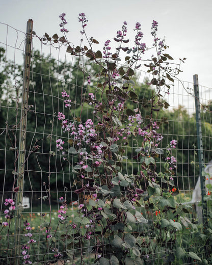 Ruby Moon Hyacinth Bean Seeds