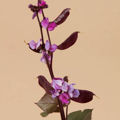 Ruby Moon Hyacinth Bean Seeds