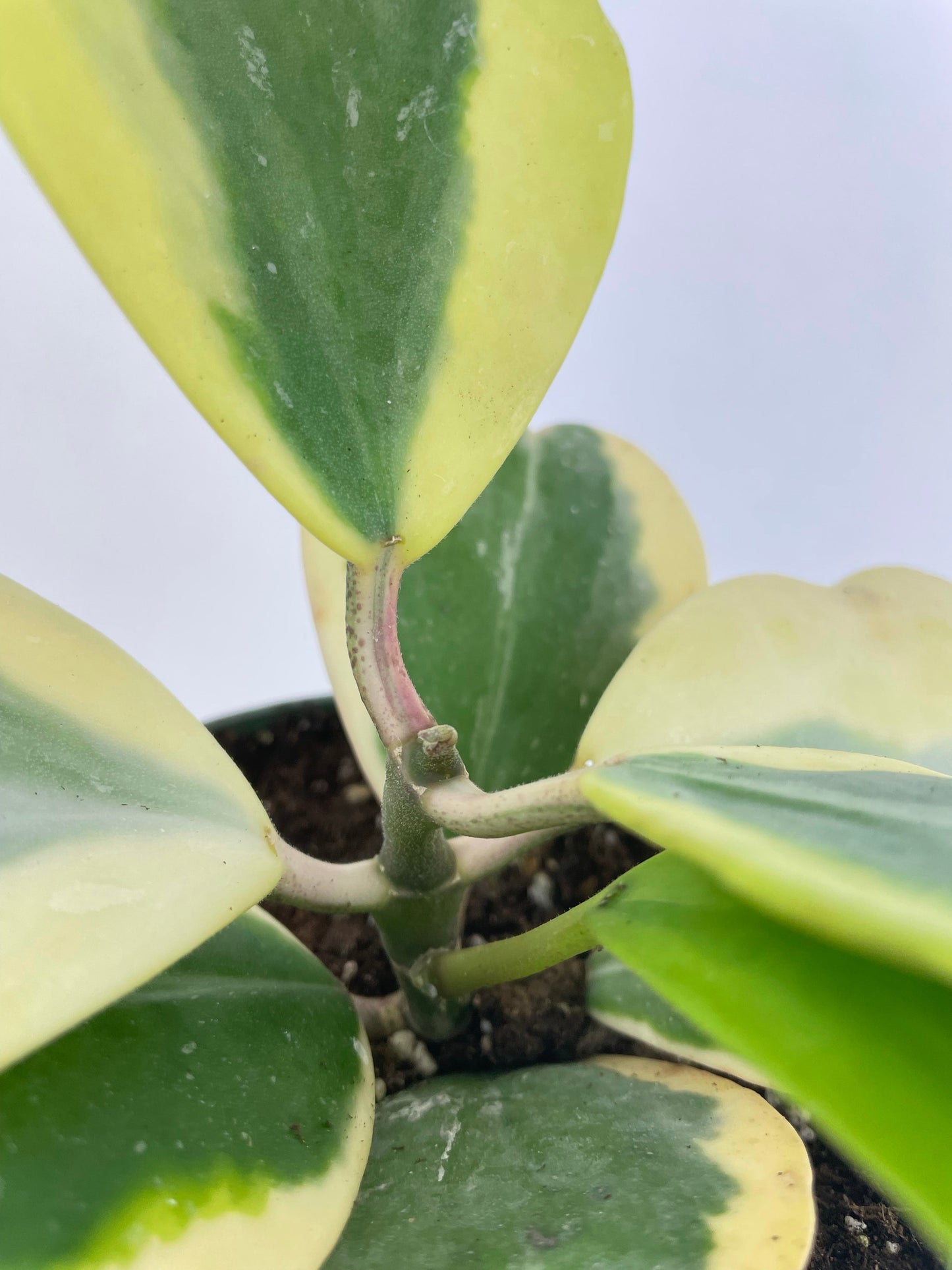 Variegated Sweetheart Hoya Kerri Albo by Bumble Plants