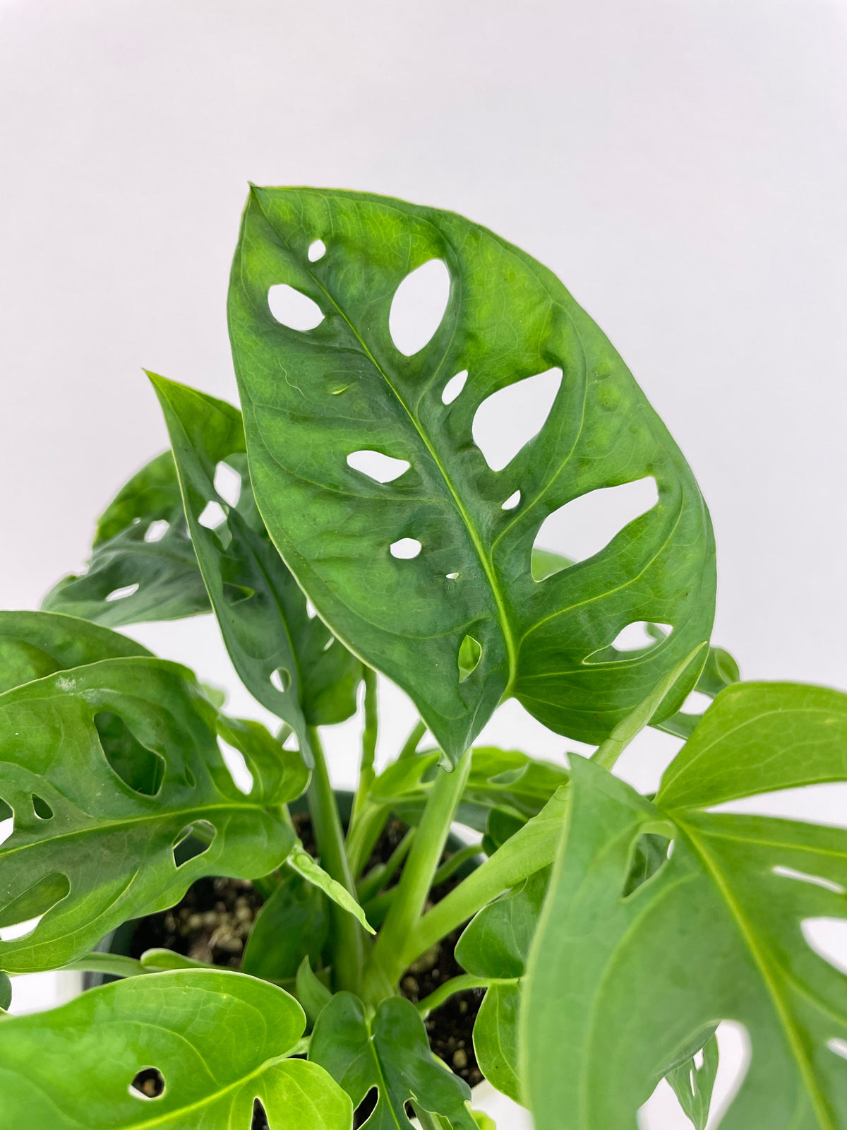 Monstera Adansonii by Bumble Plants