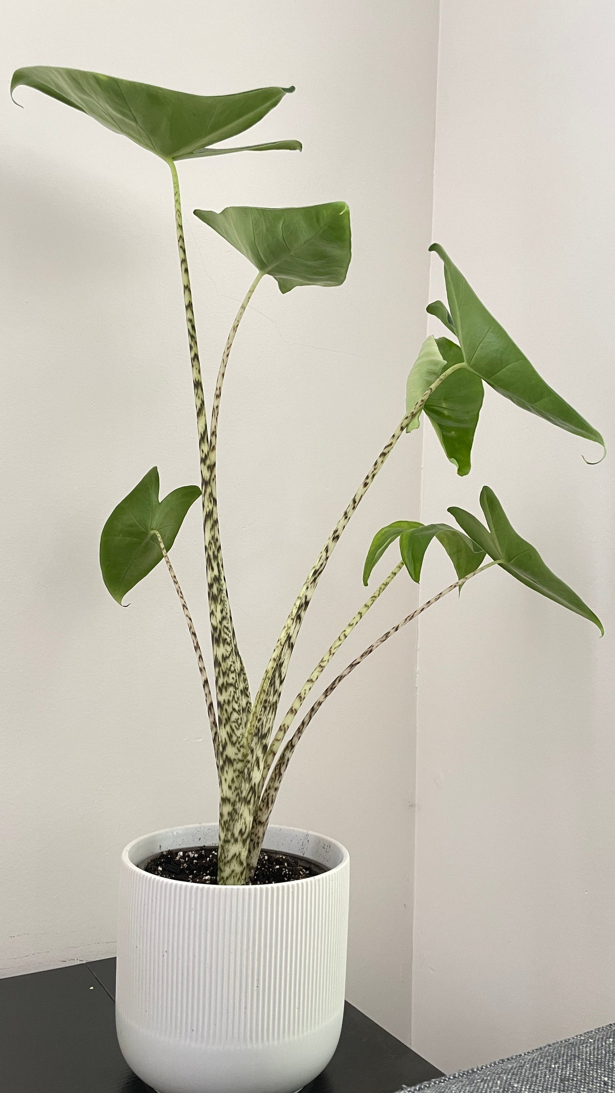 Alocasia Zebrina by Bumble Plants