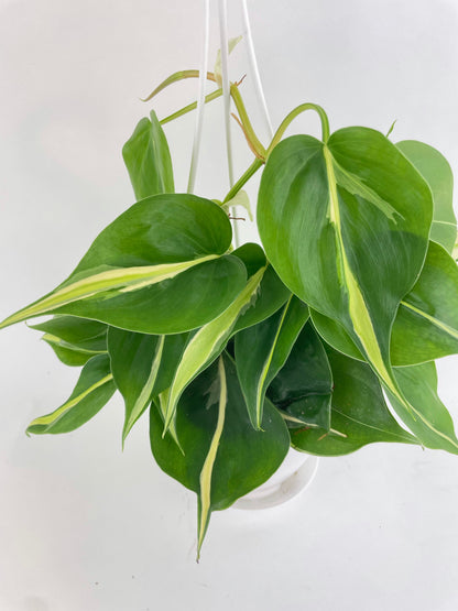 Philodendron Hederaceum Silver Stripe by Bumble Plants