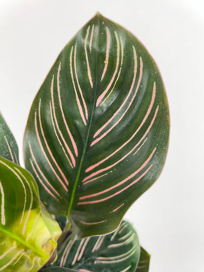 Calathea Ornata (Pinstripe Calathea) by Bumble Plants