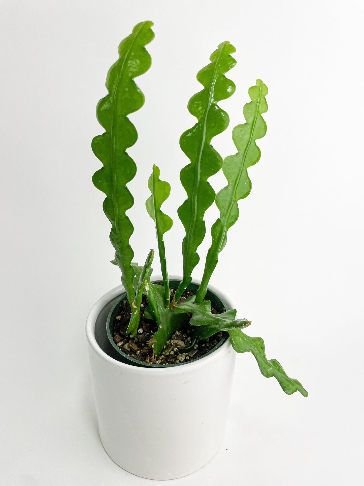 Ric Rac Fishbone Cactus by Bumble Plants