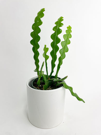 Ric Rac Fishbone Cactus by Bumble Plants