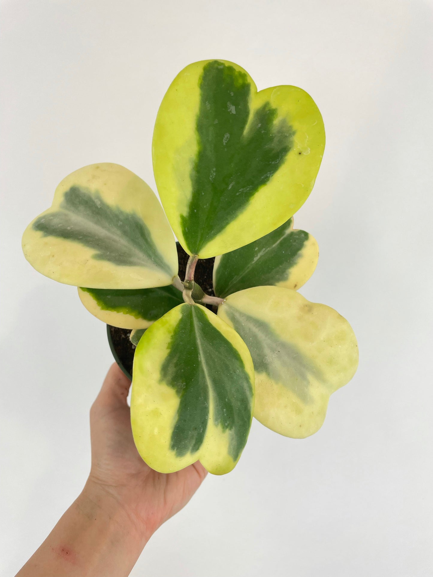 Variegated Sweetheart Hoya Kerri Albo by Bumble Plants