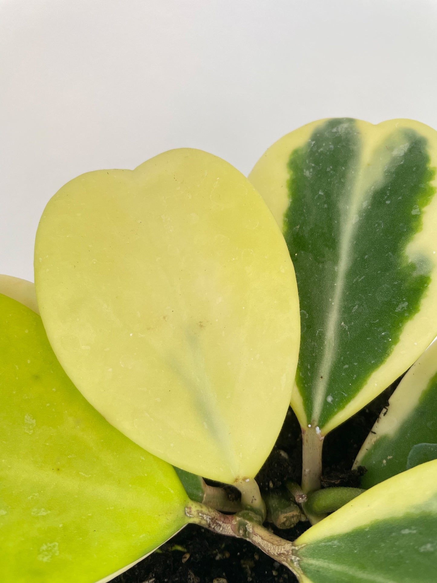 Variegated Sweetheart Hoya Kerri Albo by Bumble Plants