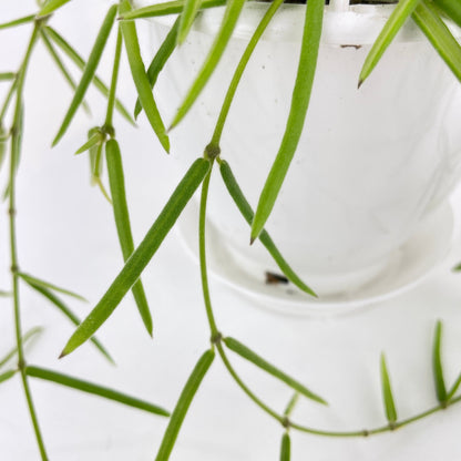 Hoya Linearis by Bumble Plants