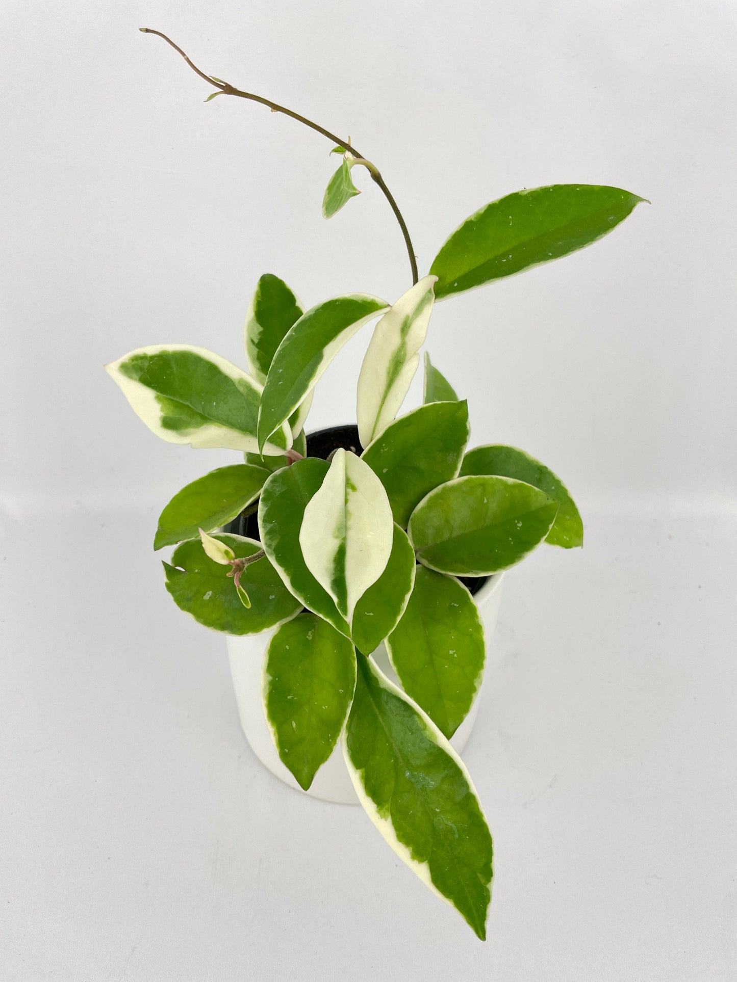 Variegated Hoya Carnosa Krimson Queen by Bumble Plants