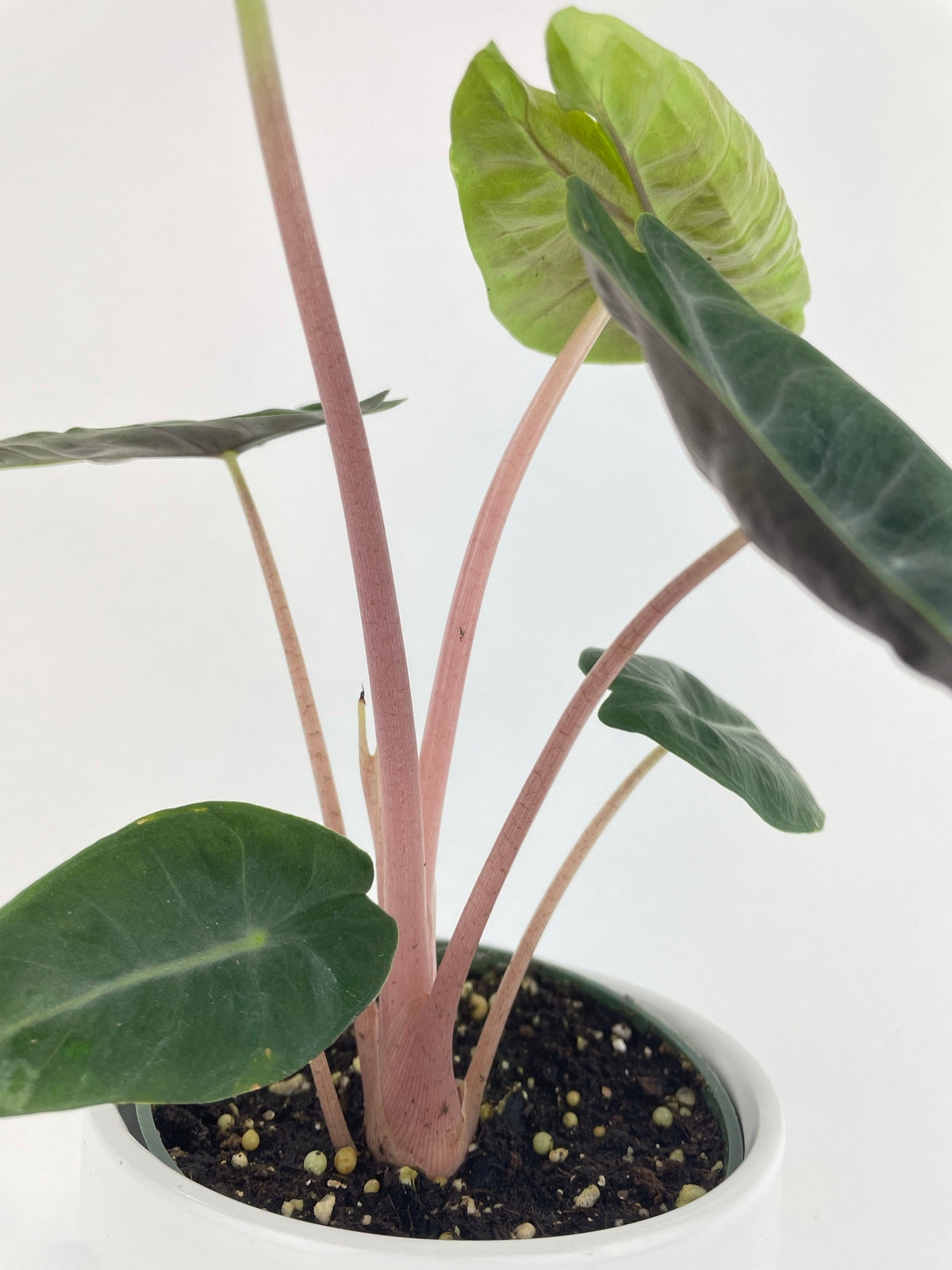 Alocasia Pink Dragon by Bumble Plants