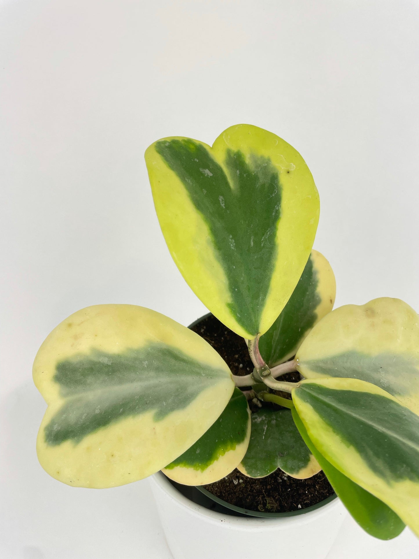 Variegated Sweetheart Hoya Kerri Albo by Bumble Plants