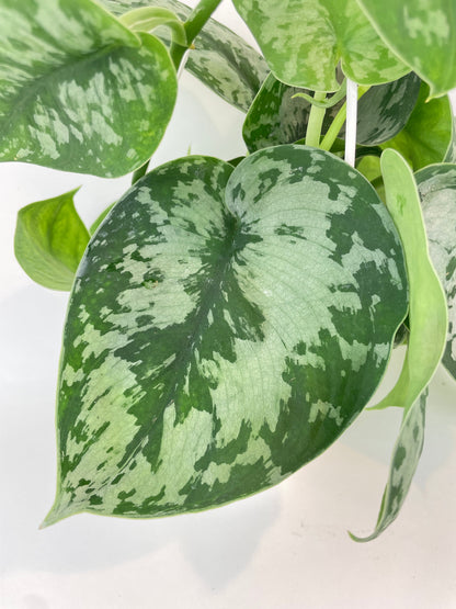 Scindapsus Pictus 'Exotica' Pothos by Bumble Plants