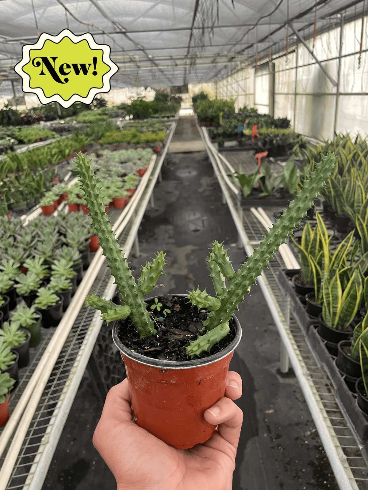 Red Dragon Flower (Huernia schneideriana)