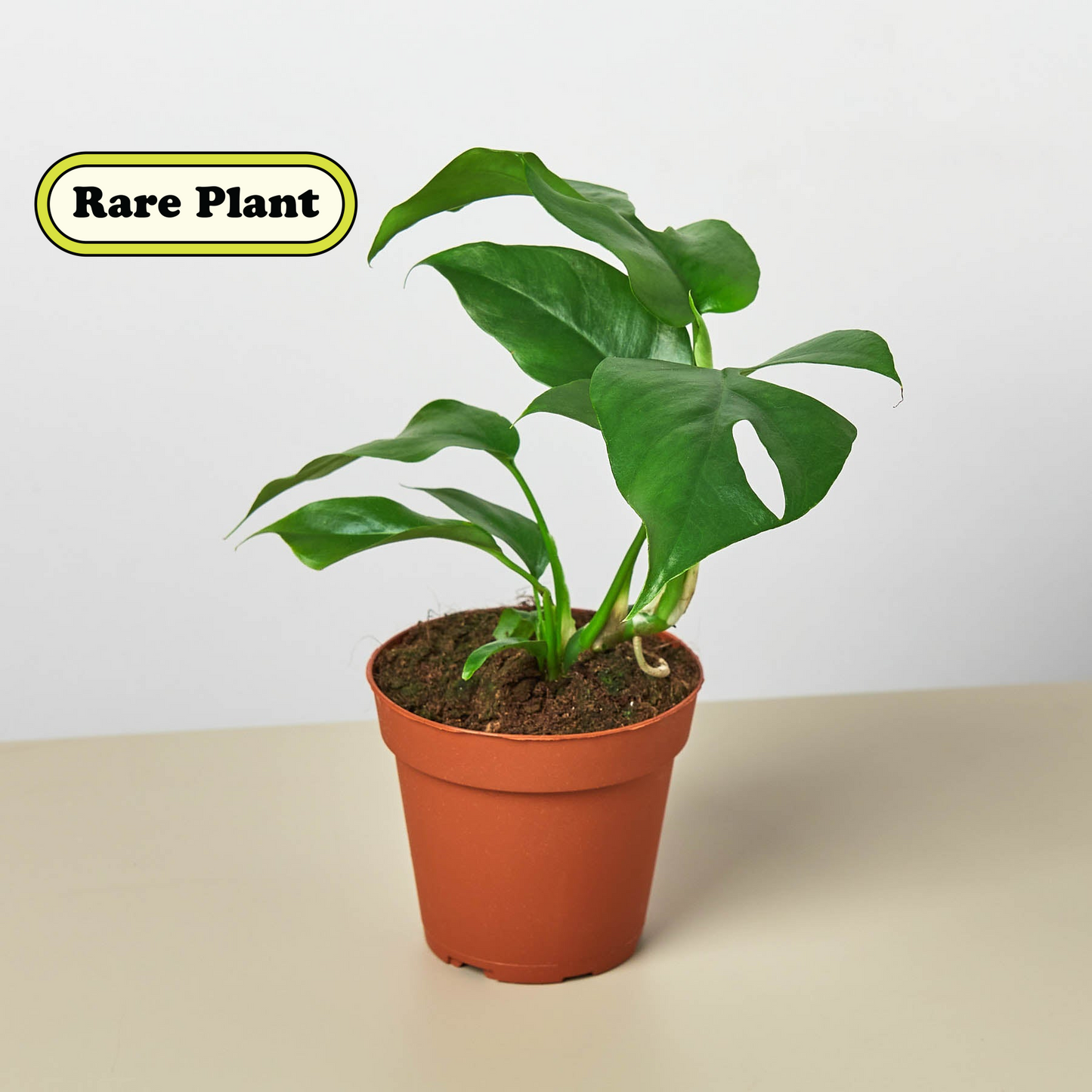 Plant Paradise Large Bundle