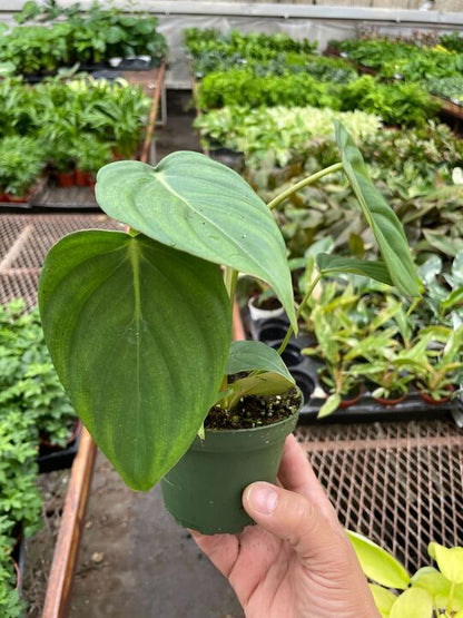 Philodendron 'Mcdowell'