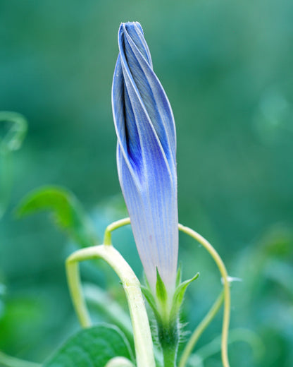 Flying Saucer Morning Glory Seeds