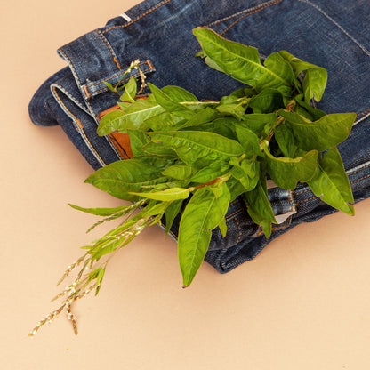 Persicaria Japanese Indigo Seeds