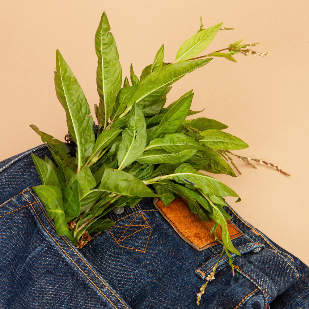 Persicaria Japanese Indigo Seeds