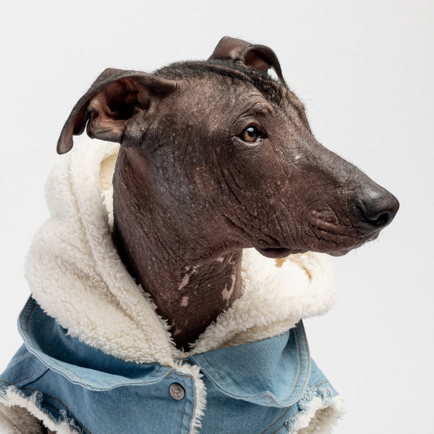 Justin Denim Dog Jacket