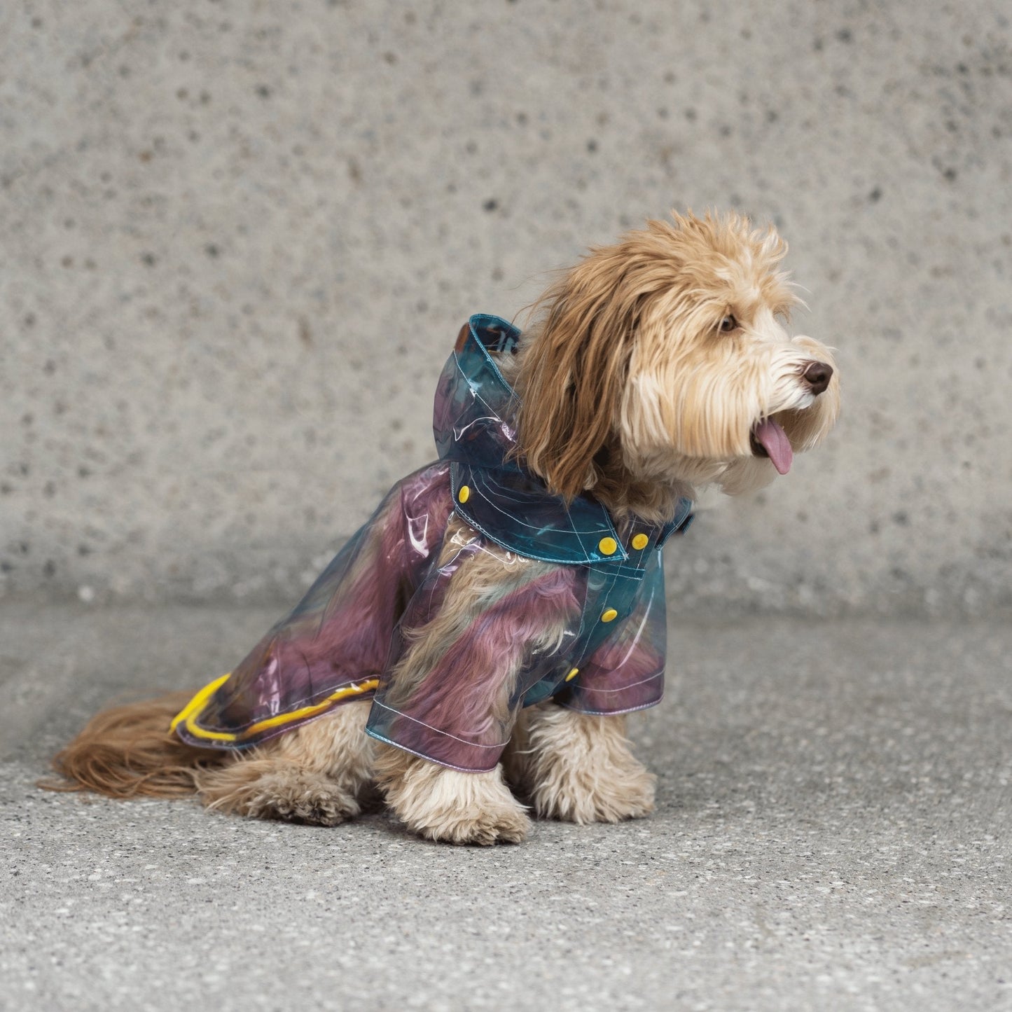 Kinney Dog Translucent Raincoat