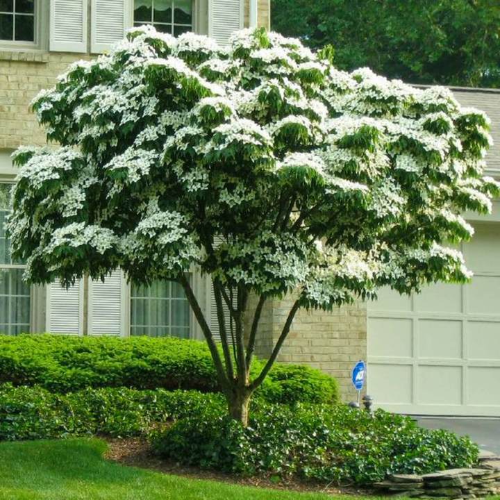 Kousa Dogwood | Flowering Tree by Growing Home Farms