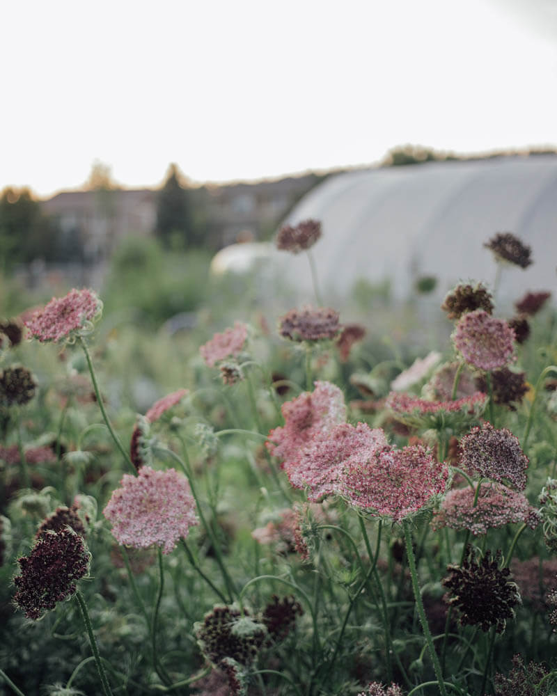 Chocolate Lace Flower Seeds