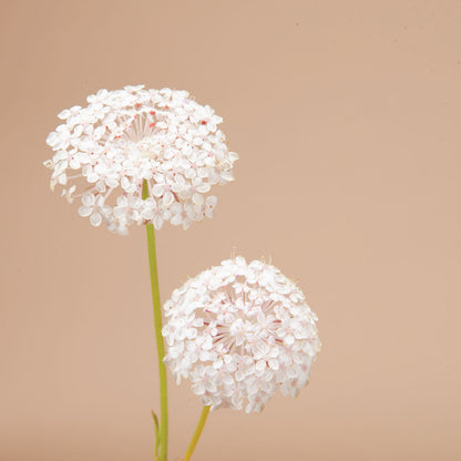 Lacy Pink Lace Flower Seeds