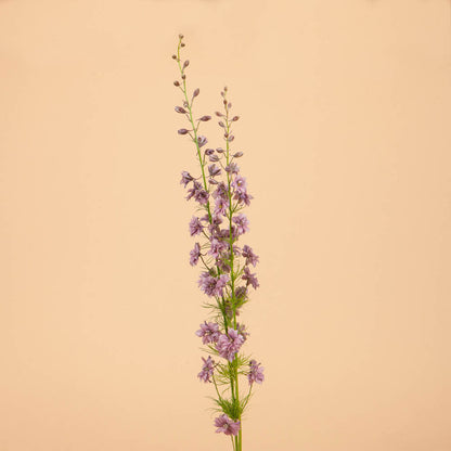 Misty Lavender Larkspur Seeds