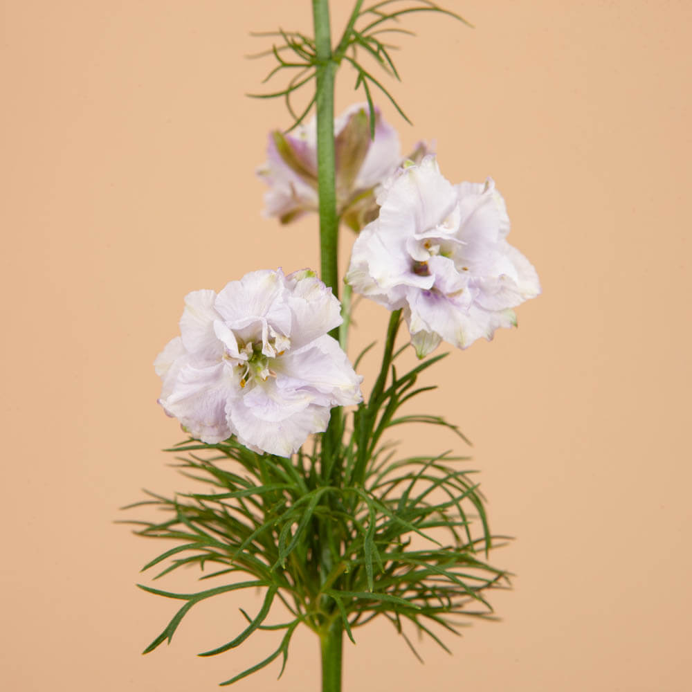 Smokey Eyes Larkspur Seeds