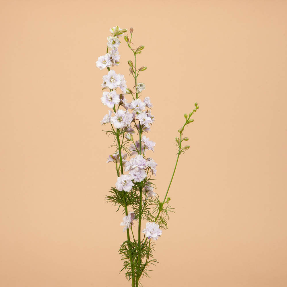 Smokey Eyes Larkspur Seeds