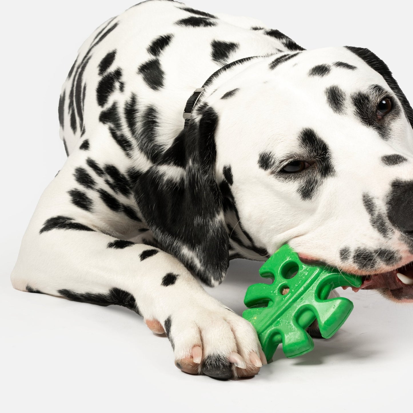 Leaf Dog Toy