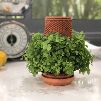 Tevaplanter : Self Watering Planter