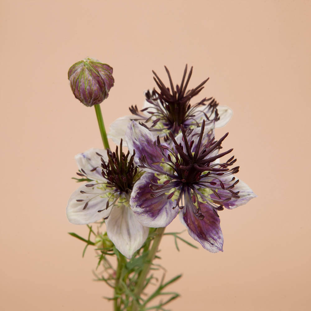 Delft Blue Love In A Mist Seeds