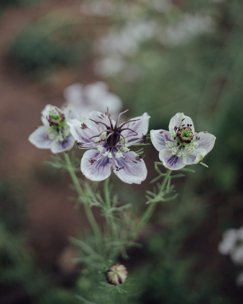 Delft Blue Love In A Mist Seeds