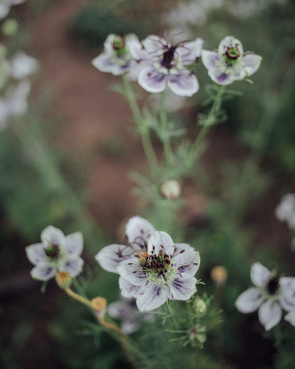 Delft Blue Love In A Mist Seeds