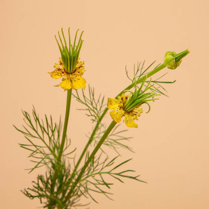 Transformer Love In A Mist Seeds