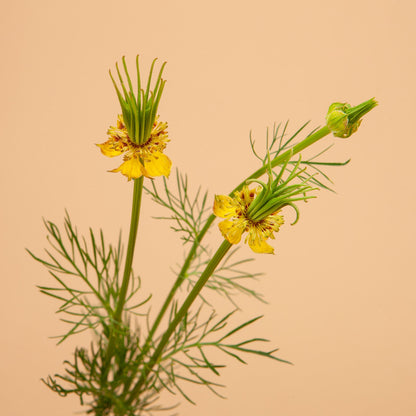 Cut Flower Garden Seed Bundle