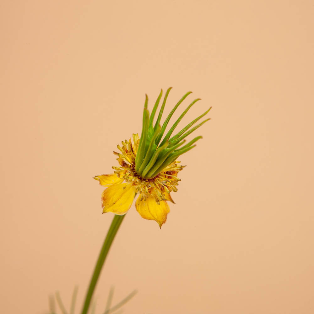 Transformer Love In A Mist Seeds