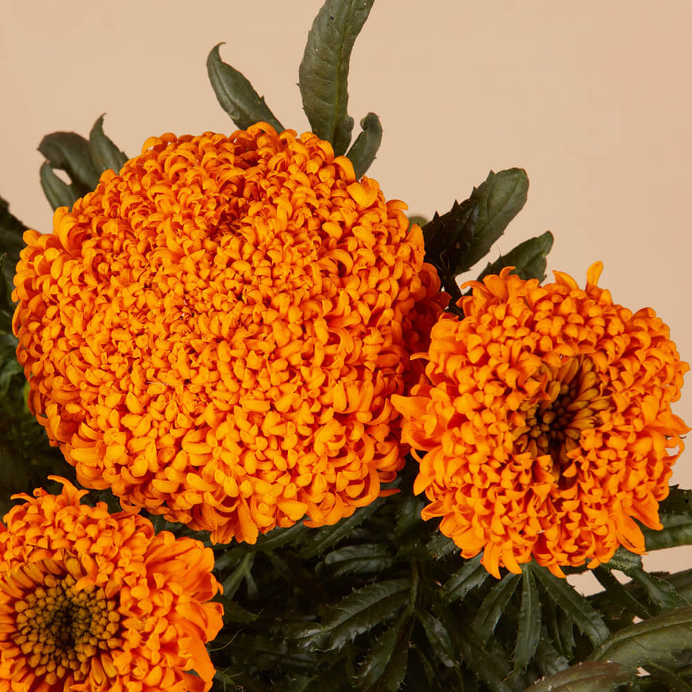 Marigold Spun Orange Seeds